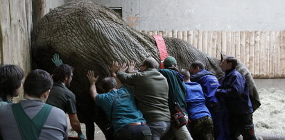 Słoń u lekarza. Operacja w zoo