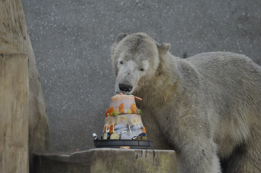 Niedźwiedzie polarne z warszawskiego zoo obchodziły 4 urodziny