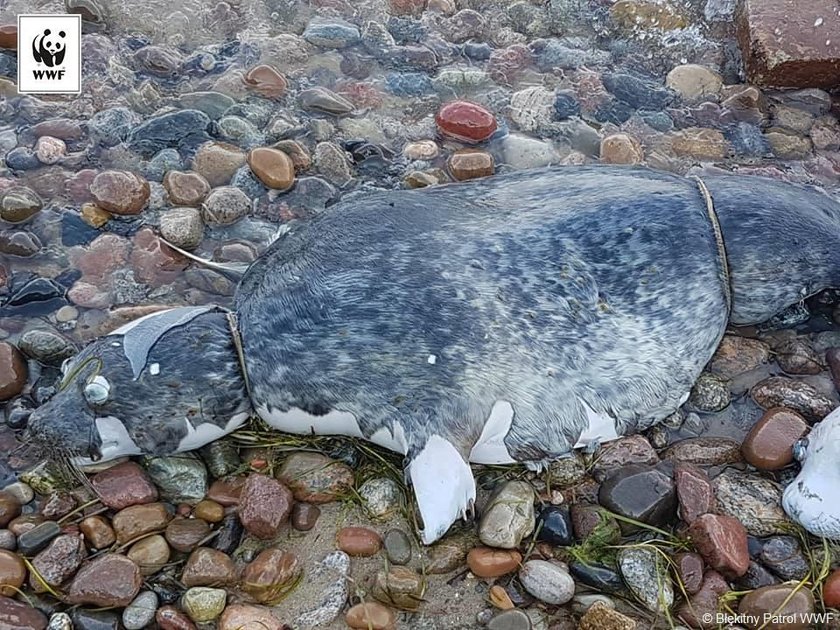 Nad Bałtykiem grasuje seryjny morderca fok