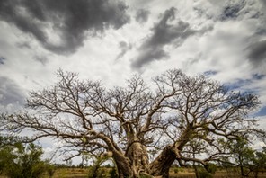 BAOBAB