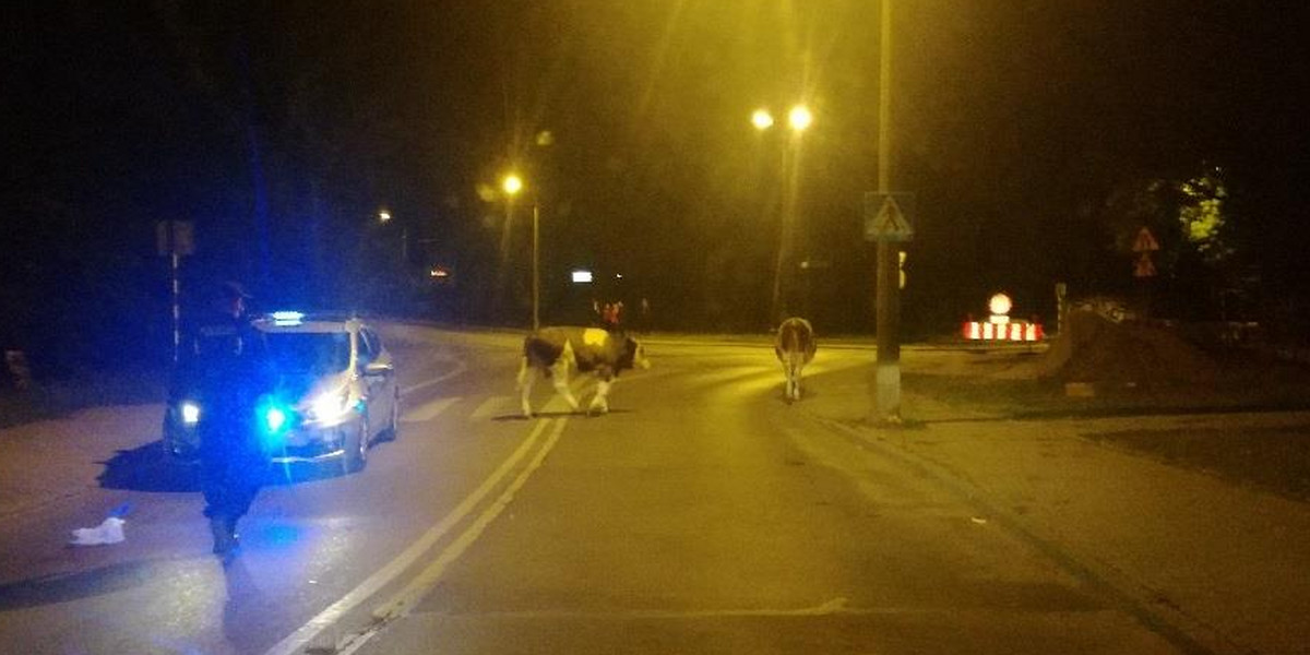 Krowy grasowały w centrum miasta