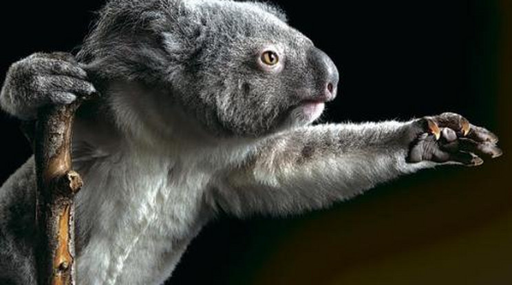 Alig élte túl a kis koala