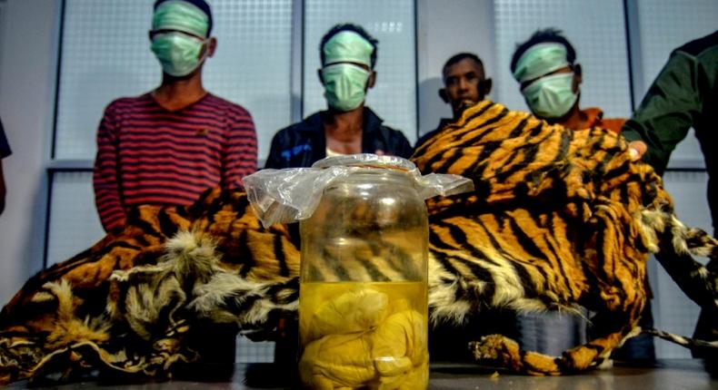 The suspected poachers may have been planning to sell the tiger skin to a foreign collector, authorities said
