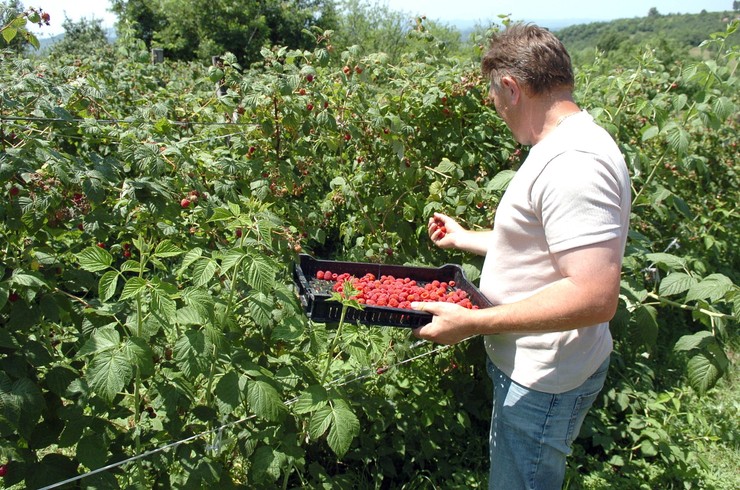 Rezultat slika za PoÄela berba maline otkupna cena 120 dinara