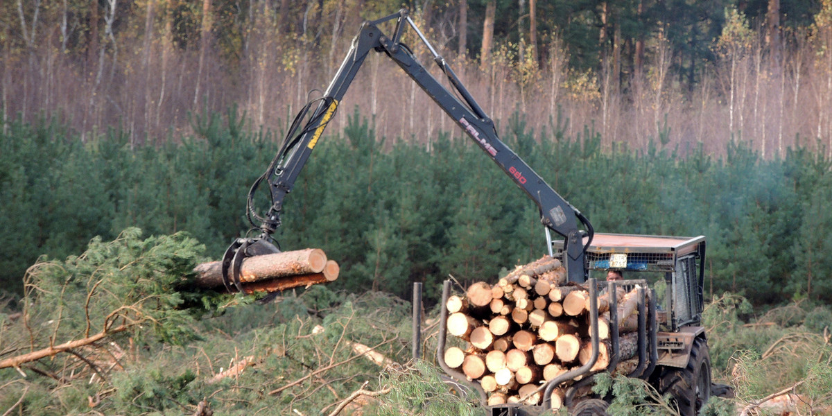 W Puszczy Białowieskiej już teraz wycięto trzy razy więcej drzew niż zakładał plan na cały 2017 r. A rok się jeszczze nie skończył