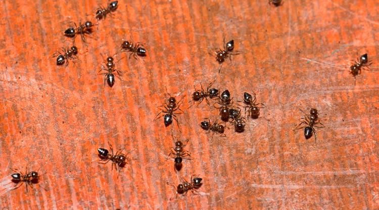 Így távolítsd el a hangyákat az otthonodból. Fotó: Getty Images