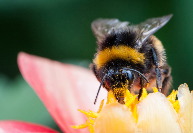 Los pszczół czy trzmieli to nie tylko kluczowa kwestia dla ochrony środowiska naturalnego, ale także dla cywilizacji. To bowiem cenni zapylacze roślin.