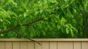 Gałęzie z sąsiedniej działki wchodzą na Twój teren? Sprawdź, czy możesz je samodzielnie uciąć