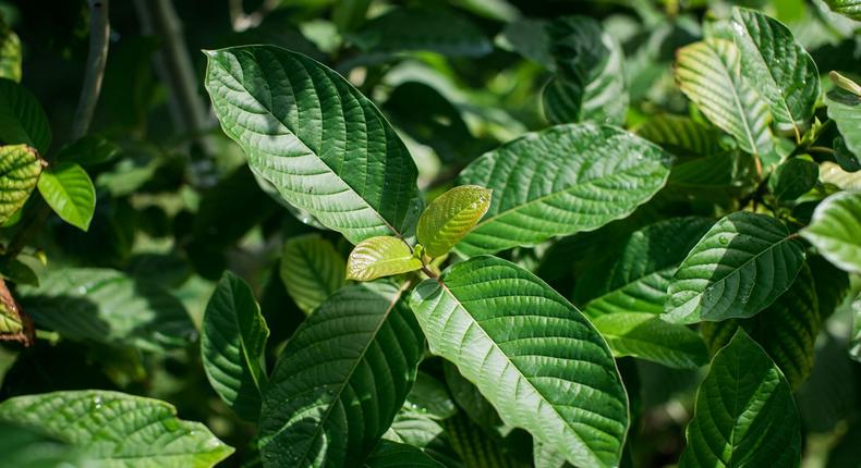 How Kratom strains affect the Maeng da?