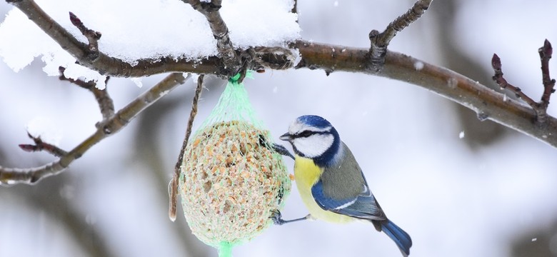 Kule tłuszczowe najprostszym sposobem dokarmiania ptaków. Czy są bezpieczne?