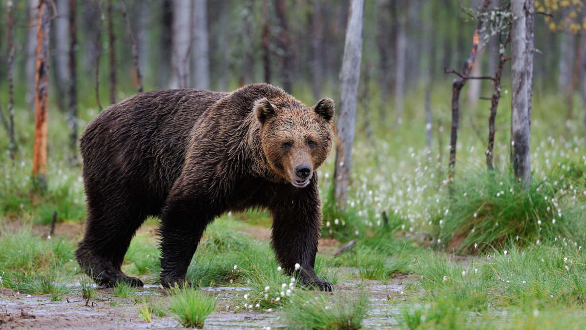 W internecie pojawiło się wideo, na którym widać, jak niedźwiedzica z trzema małymi odwiedza okolice stacji benzynowej niemal w centrum Zakopanego.