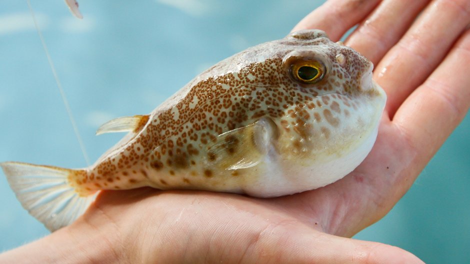 Fugu (rozdymka) - japoński przysmak, przepis, przyrządzanie, działanie trucizny