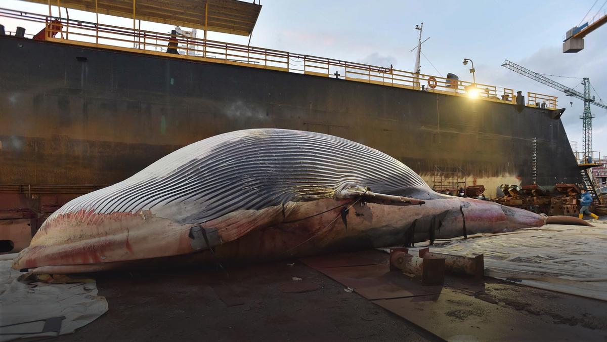 Przy włoskim wybrzeżu znaleziono ogromnego, martwego wieloryba 