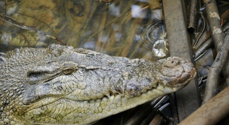 Indonesian sisters fend off crocodile attack