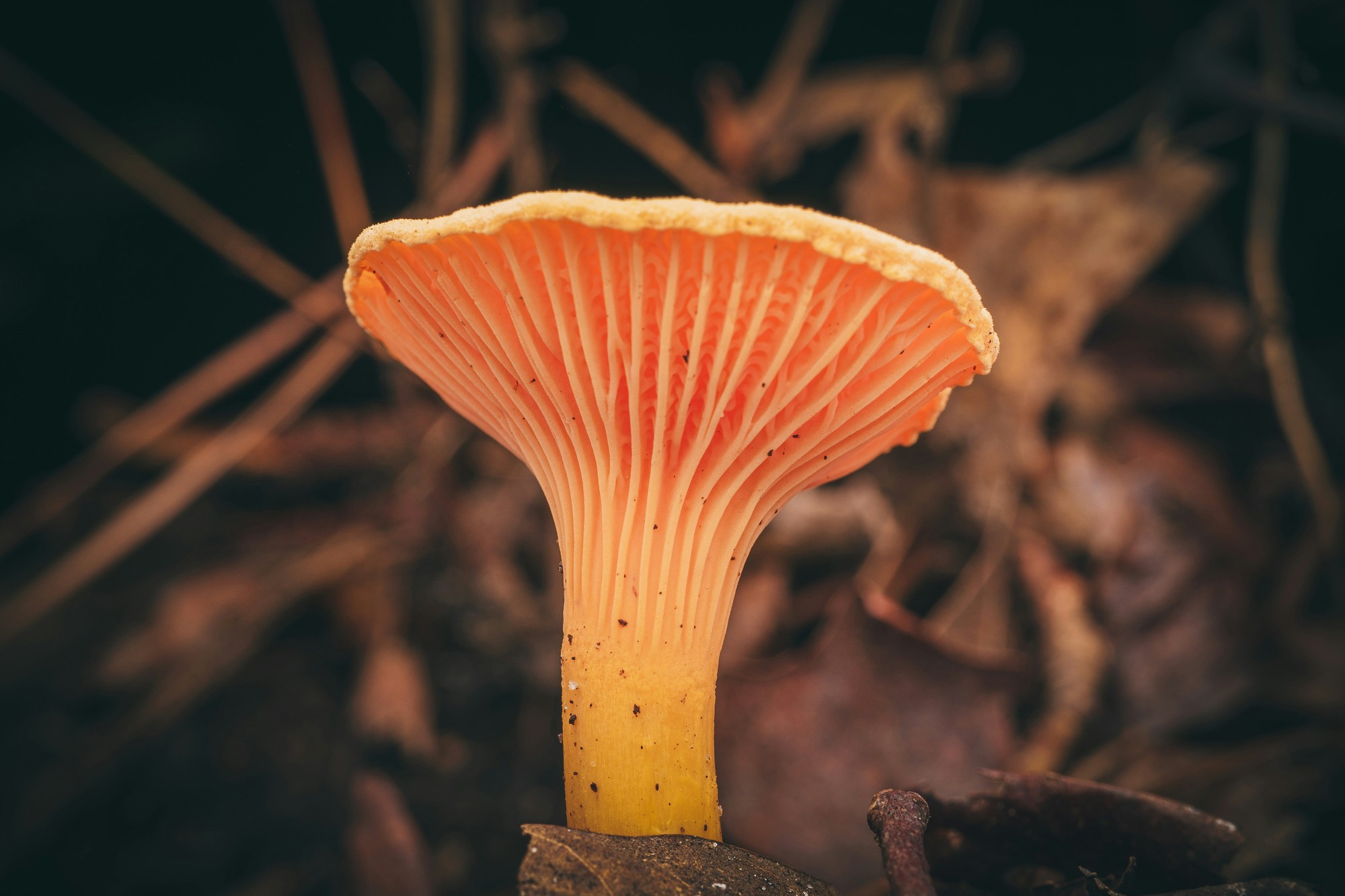 Nejedlá líška oranžová je podobná kuriatku, no na rozdiel od neho je menej mäsitá a pod klobúkom má má tenké nízke lupene.