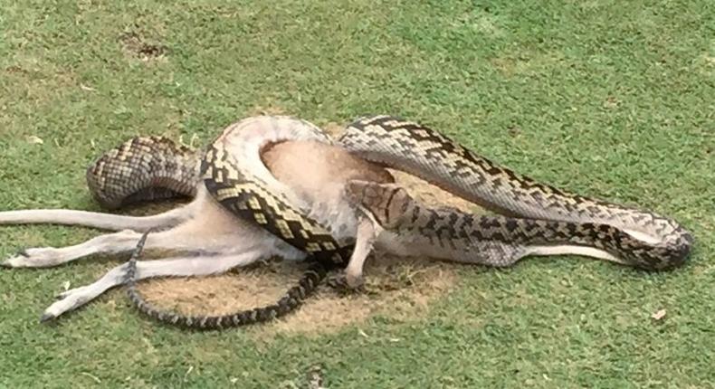 A python is seen wrestling with a wallaby in the middle of a fairway on a golf course in Cairns, Australia