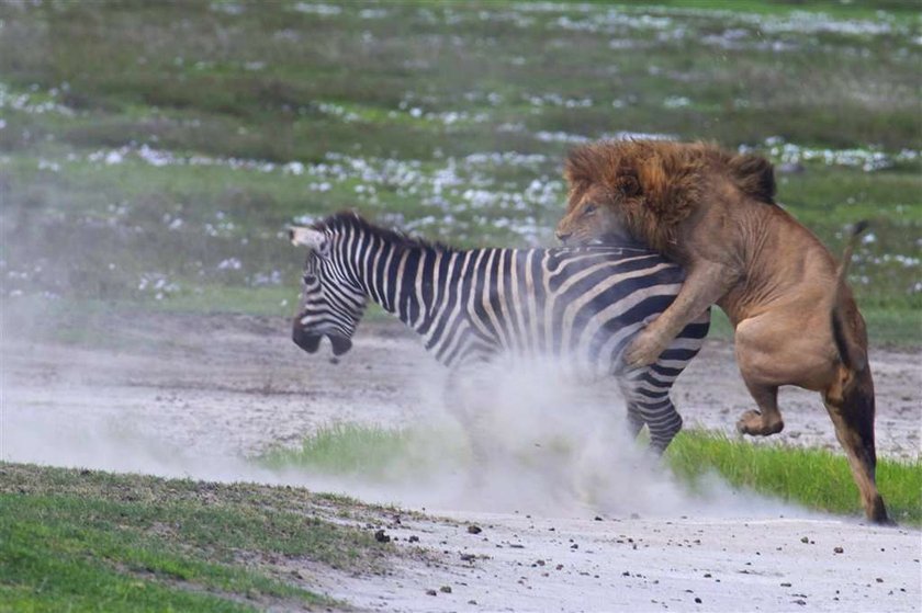 Brawo zebra! Lew dostał w pysk. FOTO