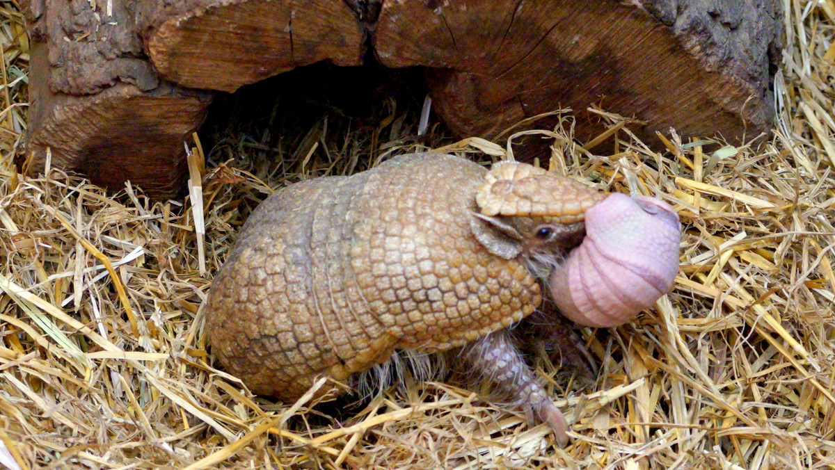 We wrocławskim zoo kolejny powód do radości, bo 3 maja 2018 r. przyszedł na świat pancernik. Bolita południowy to jeden z dwóch gatunków pancerników, które potrafią dosłownie zwinąć się w kulkę. Stąd ich nazwa w języku portugalskim i hiszpańskim nawiązuje do „piłki”. Występują w kilku krajach Ameryki Południowej i są mało poznanym gatunkiem i w dodatku coraz bardziej zagrożonym, wymagającym ochrony.