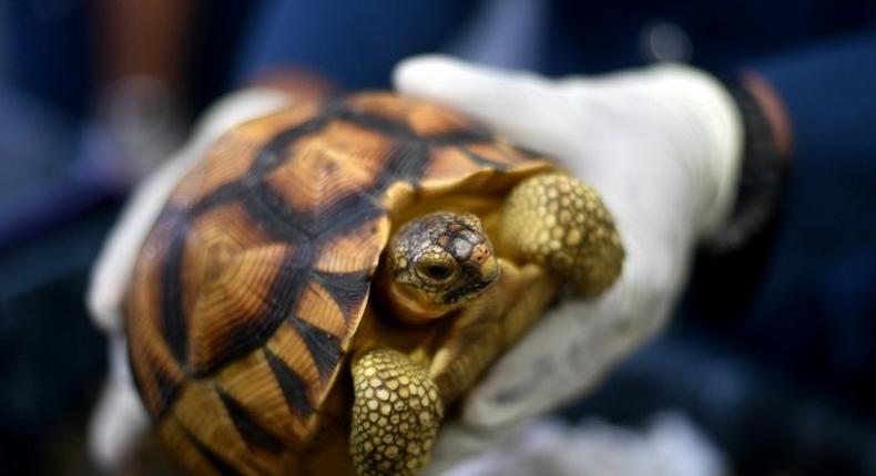 The 330 ploughshare and radiated tortoises seized at Kuala Lumpur International Airport on Sunday were worth $276,784, an official told AFP