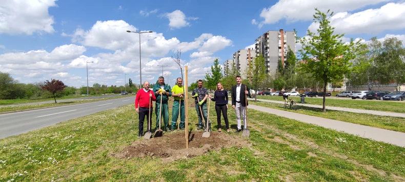 Sadnja likvidambra Novi Sad