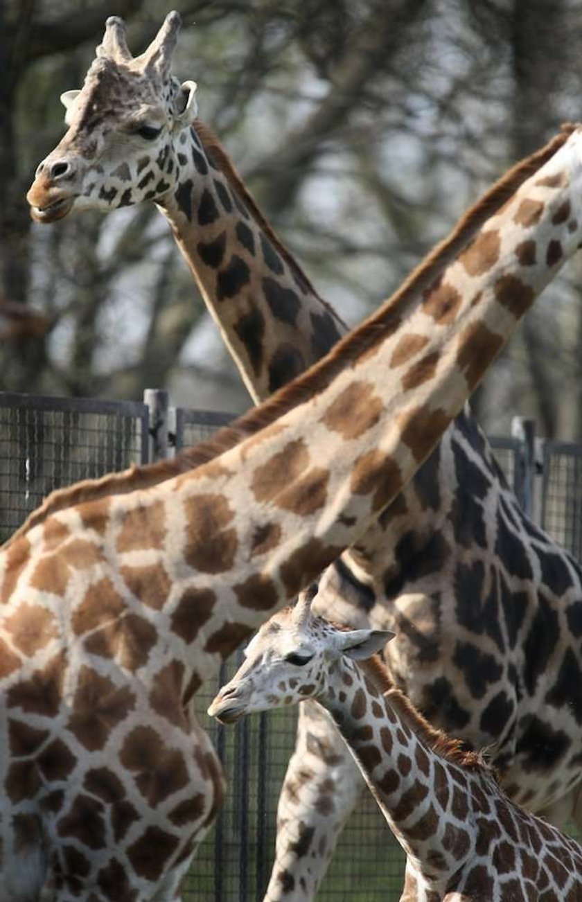 żyrafy,zoo, warszawski ogród zoologiczny