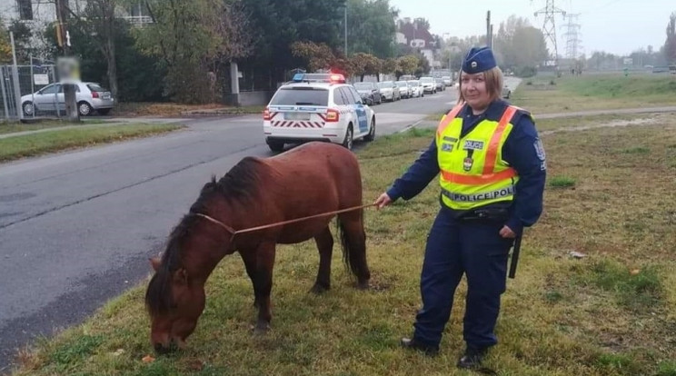 Megtalálták a rendőrök az elszökött pónit /Fotó: Police.hu