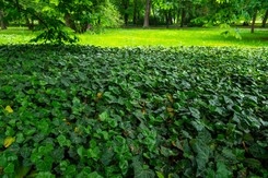 Posiej zamiast trawy. Nie straszne im ani słońce, ani cień, ani deptanie