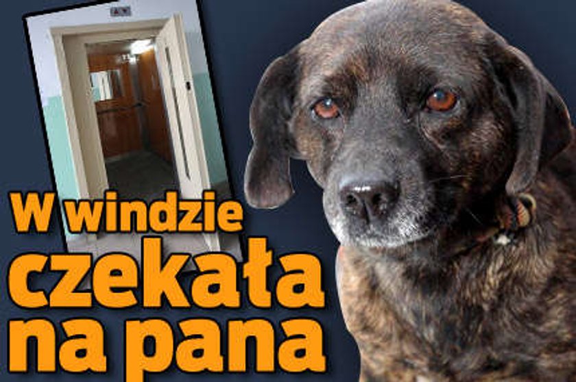 Bunia tydzień czekała na pana w windzie