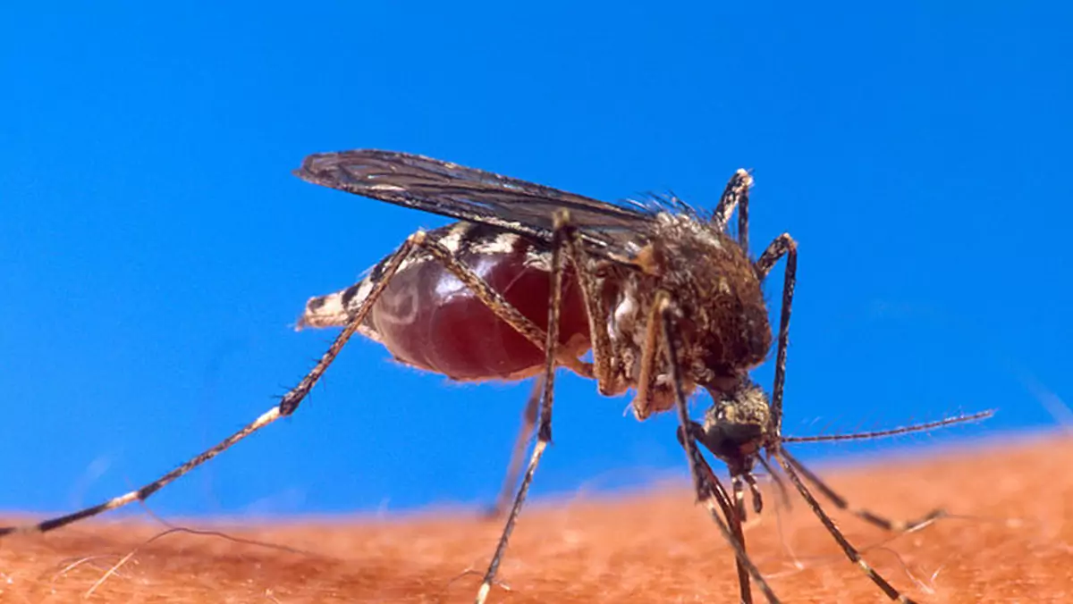 komar z gatunku aedes aegypti