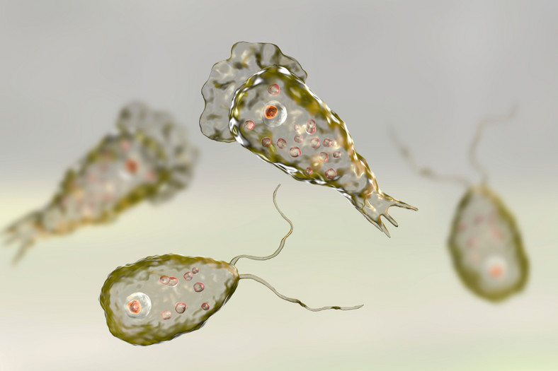 Naegleria fowleri