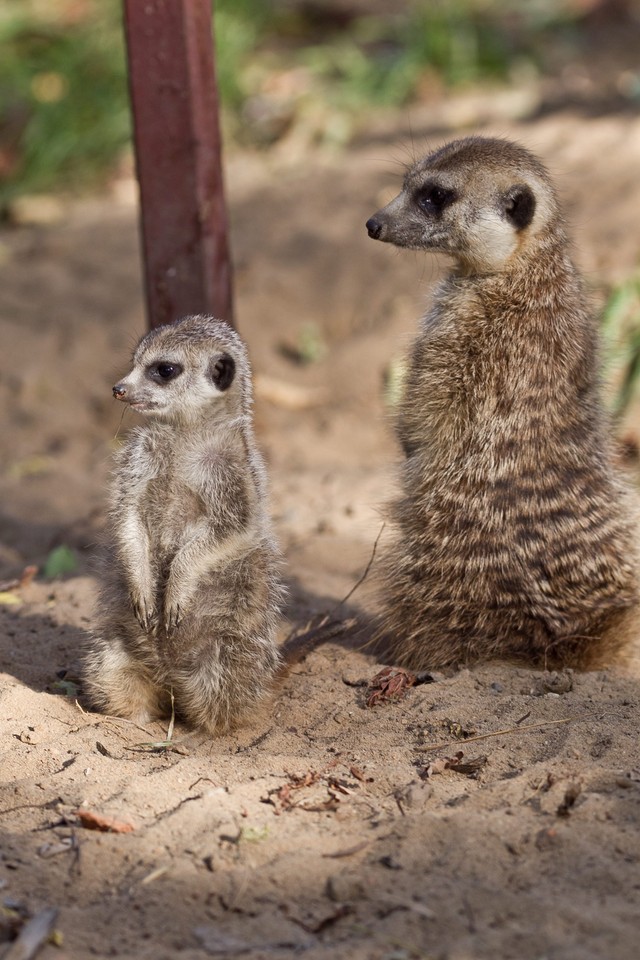 Trzy surykatki urodziły się we wrocławskim Ogrodzie Zoologicznym