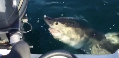 Rekin zaatakował rybaków! Zobacz FILM