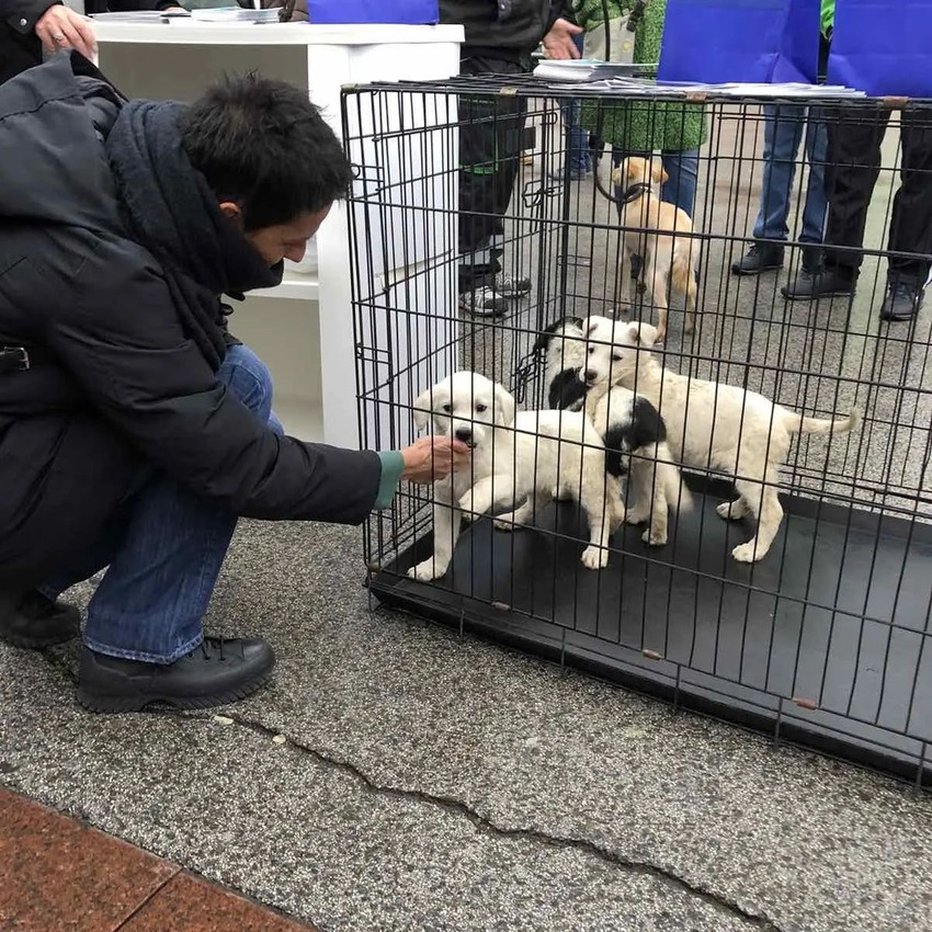 Kuce za udomljavanje