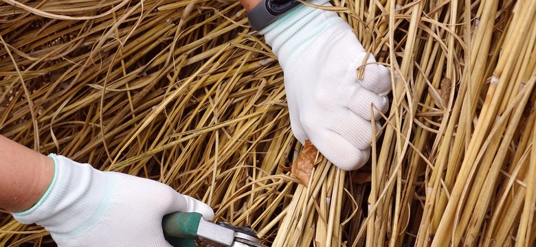 Trawy ozdobne - kiedy przycinać, a kiedy związywać? Jak najlepiej ciąć trawy pampasowe, miskanty i rozplenice