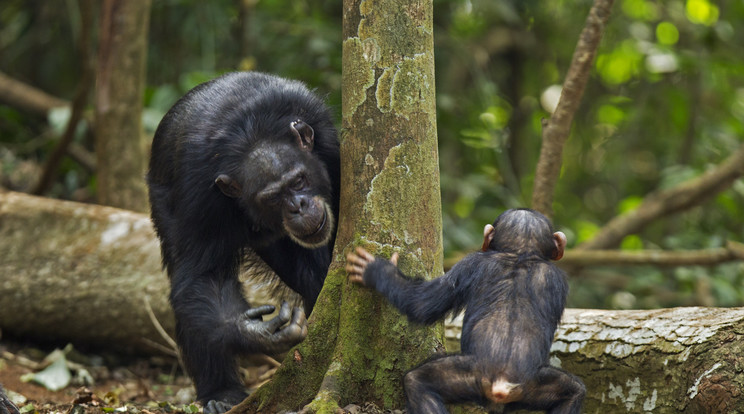 A csimpánz a bonomo mellett az ember legközelebbi rokona /Fotó: Northfoto