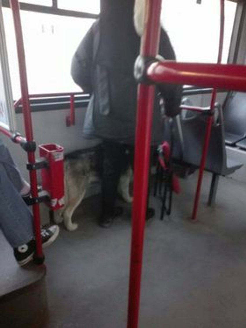 Ovaj veliki pas uspeo je da se "prošvercuje"