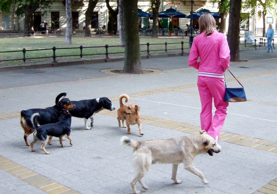 Traže ljubav i pažnju: Napušteni psi