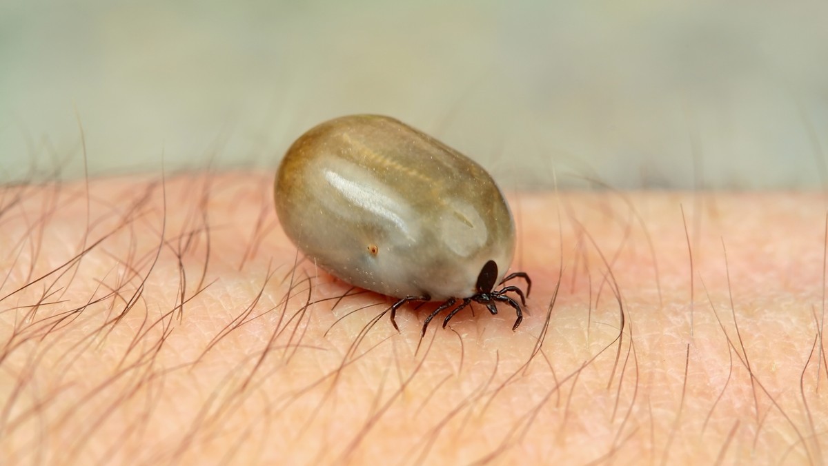 Bakteria odkleszczowa Candidatus Neoehrlichia mikurensis, odkryta w 2010 roku jest szczególnie groźna dla ludzi z upośledzoną odpornością. Wywołuje skrzepy i zatory.