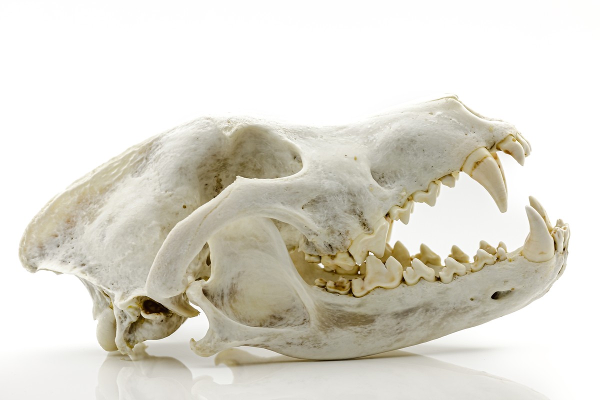 Czaszka wilka strasznego