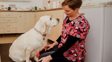 Akupunktúra kutyáknál: ilyen eredményeket ér el vele az állatorvos