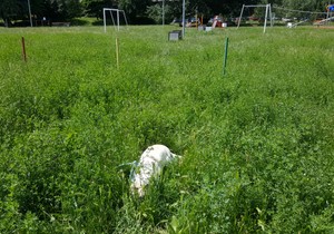 14 Juna dokaz da je ponovo trava prevelika (2)