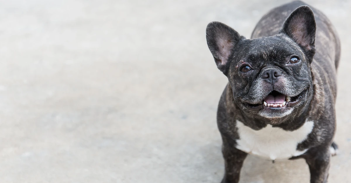 Ile wiesz o psach? Szybki QUIZ dla prawdziwych psiarzy. Zdobędziesz 8/10?