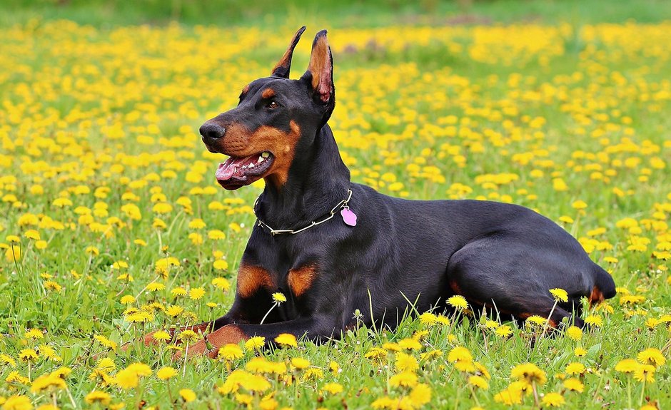 Doberman to elegancki i inteligentny pies - YamaBSM/pixabay.com