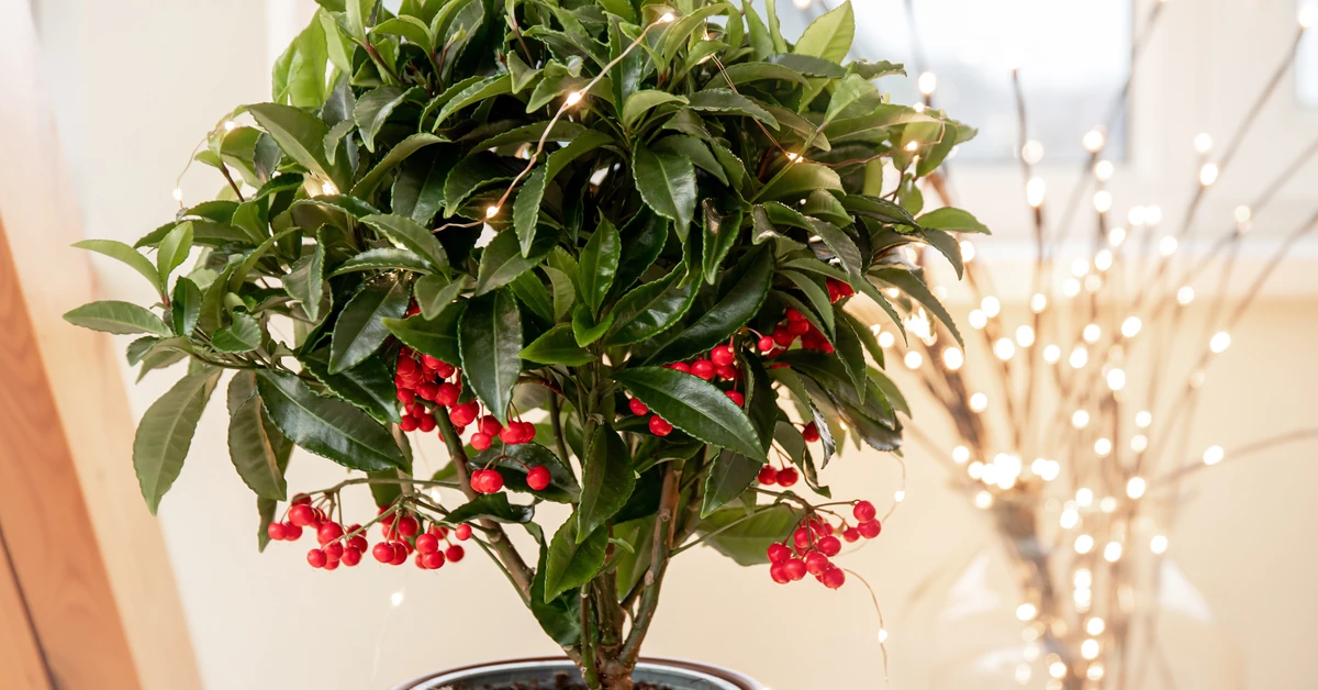 Ta roślina zachwyca czerwonymi „koralikami”. Zastąpi gwiazdę betlejemską