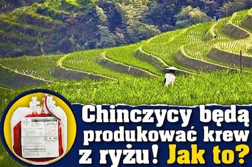 Chinczycy będą produkować krew z ryżu! Jak to?