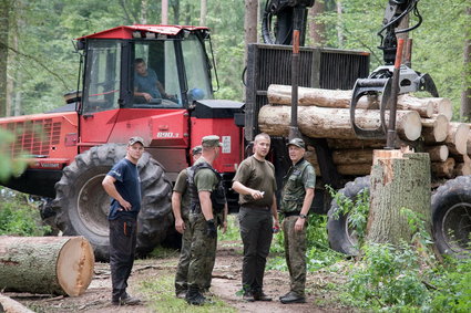 "GW": Lasy Państwowe chcą znów wycinać drzewa w Puszczy Białowieskiej