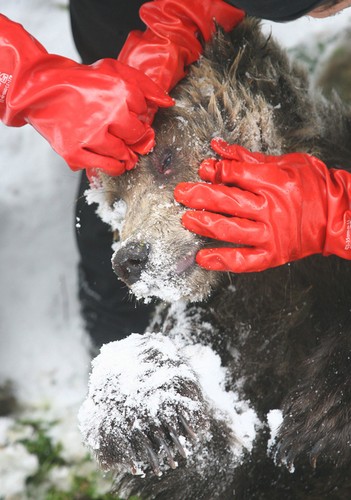 I miejsce w ktegorii Przyroda. Pracownicy Tatrzańskiego Parku Narodowego,
na szlaku na Iwaniacką Przełęcz, przy zwłokach niedźwiadka zabitego przez turystów