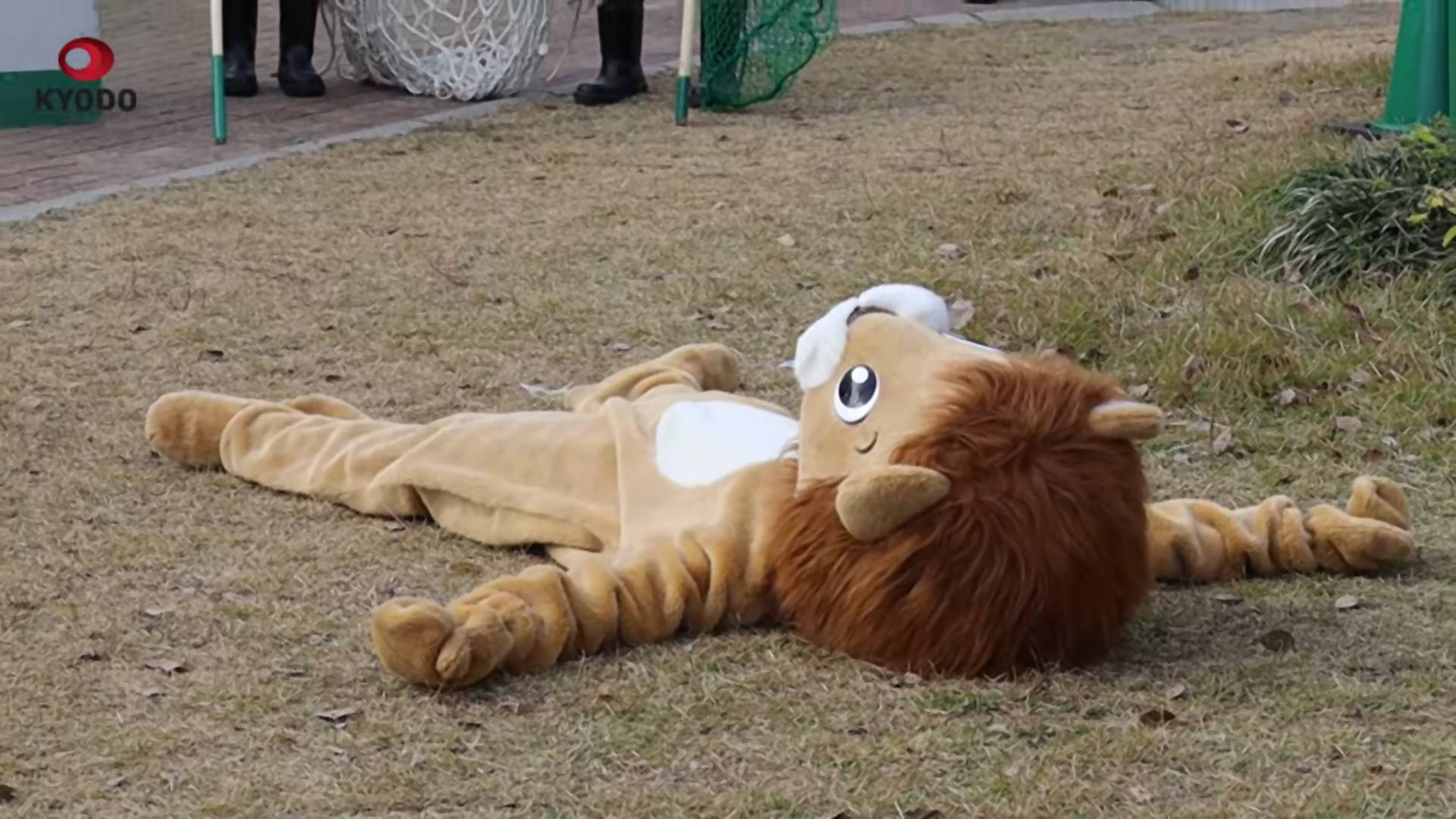 Így próbálták el a japán állatkertben, mi történne, ha elszabadulna egy oroszlán