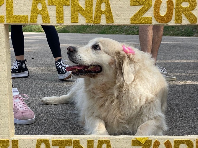 Žurka zlatnih retrivera u Zemunu, dolazite sređeni, molim:)