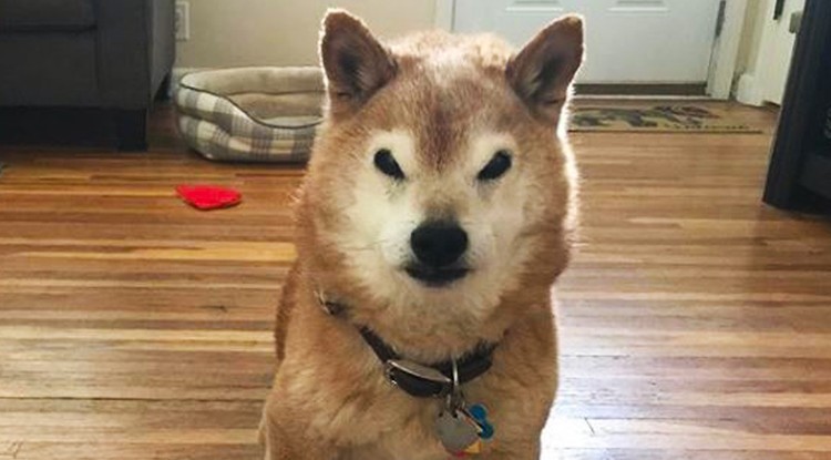 Grumpy Sheeb.